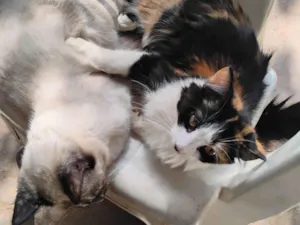 Gato raça Angorá idade 2 a 6 meses nome Tricolor 