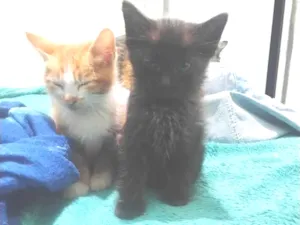 Gato raça SRD-ViraLata idade Abaixo de 2 meses nome Sem nome 