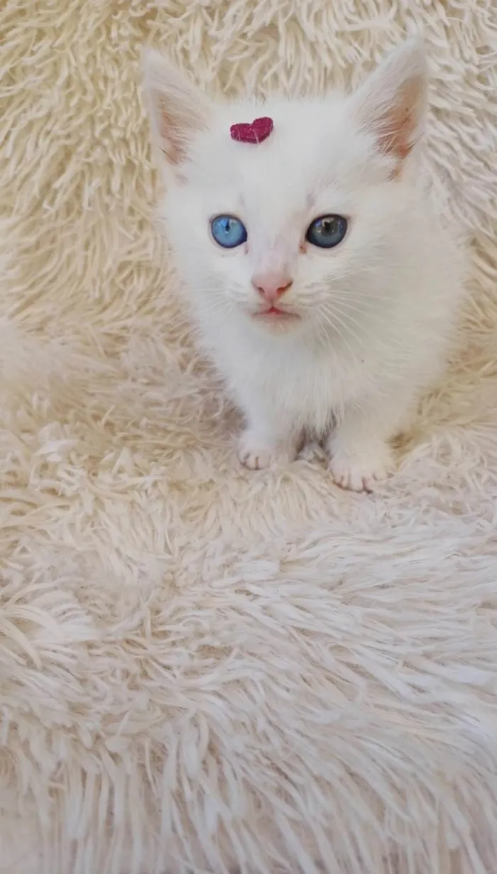 Gato ra a Exótico idade Abaixo de 2 meses nome Raríssima heterocromia adocao