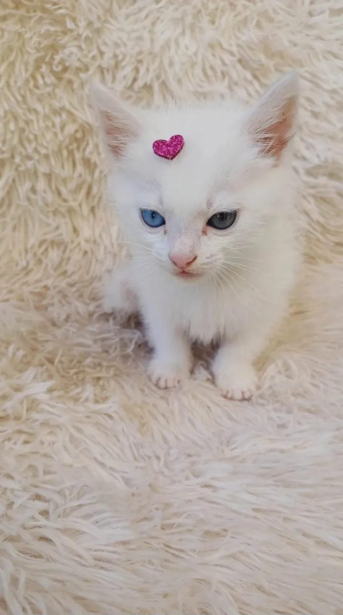 Gato ra a Exótico idade Abaixo de 2 meses nome Raríssima heterocromia adocao