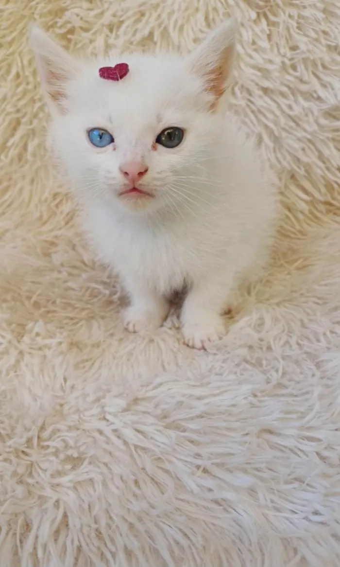 Gato ra a Exótico idade Abaixo de 2 meses nome Raríssima heterocromia adocao