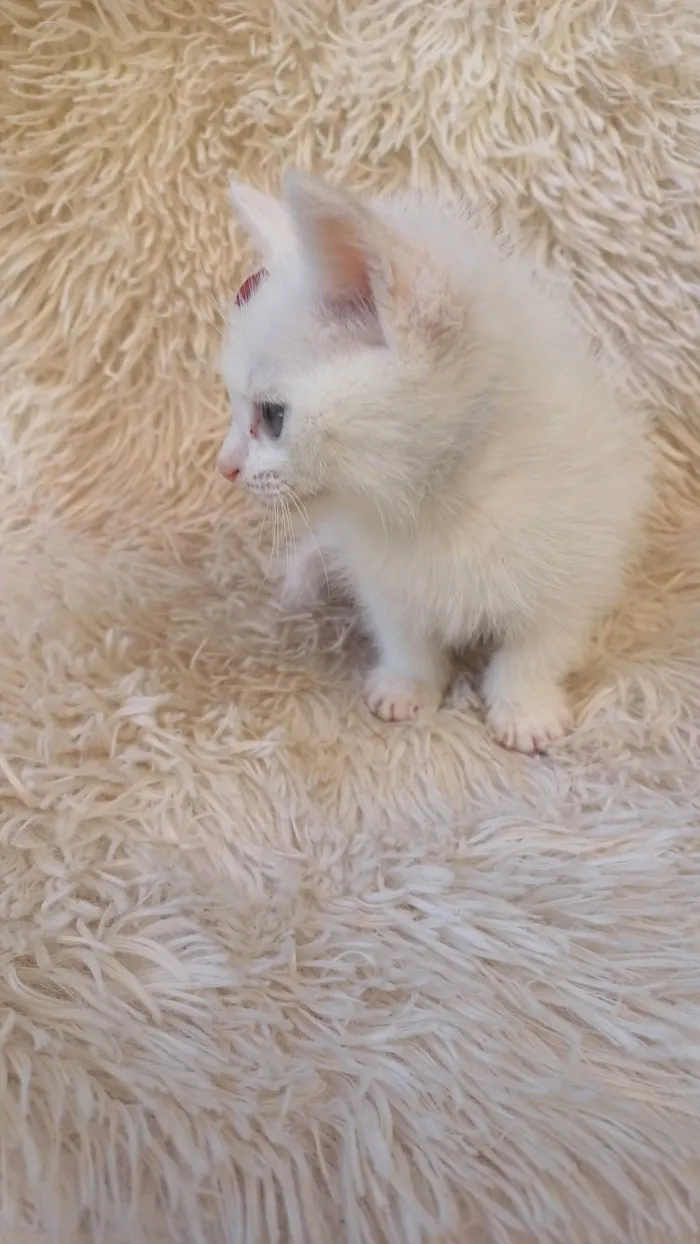 Gato ra a Exótico idade Abaixo de 2 meses nome Raríssima heterocromia adocao