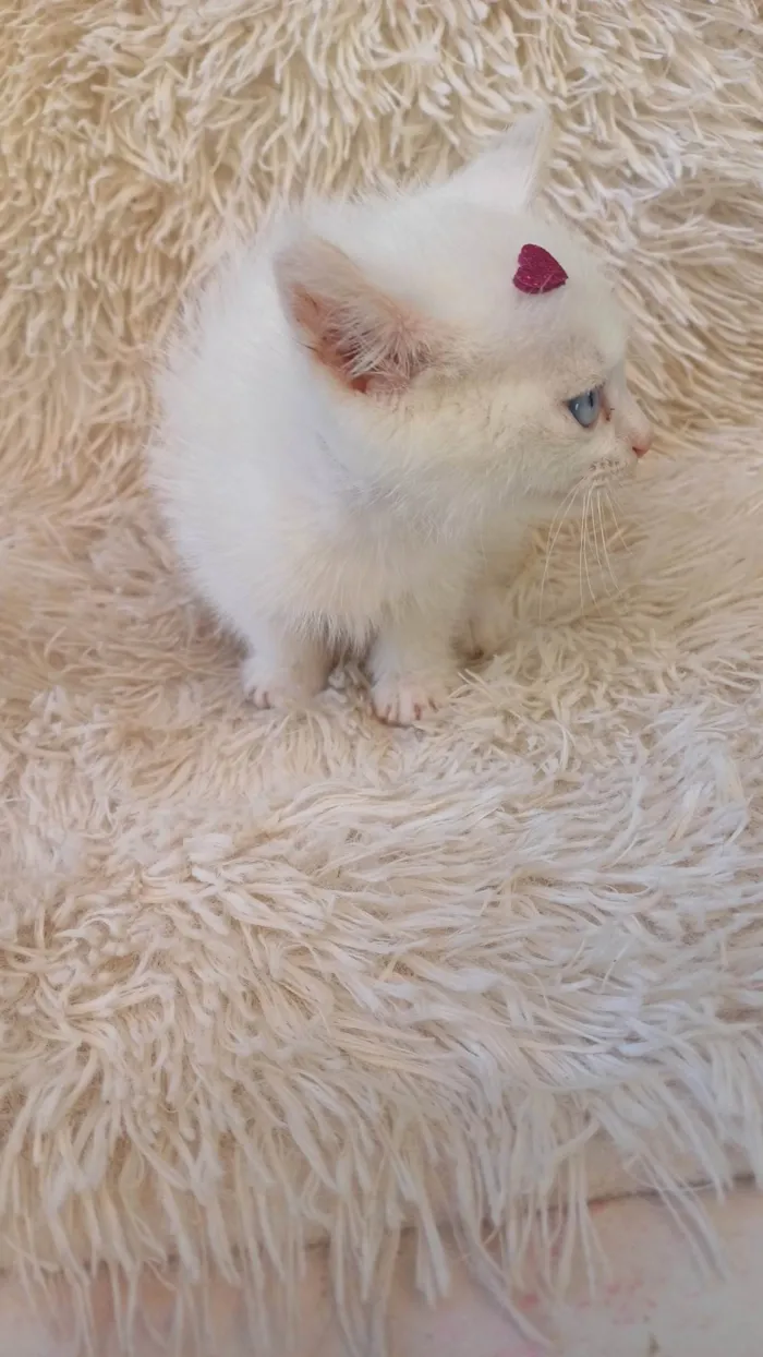 Gato ra a Exótico idade Abaixo de 2 meses nome Raríssima heterocromia adocao