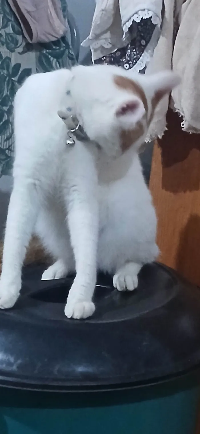 Gato ra a SRD-ViraLata idade 2 anos nome Doki