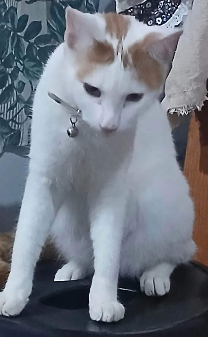 Gato ra a SRD-ViraLata idade 2 anos nome Doki