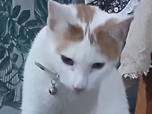 Gato raça SRD-ViraLata idade 2 anos nome Doki
