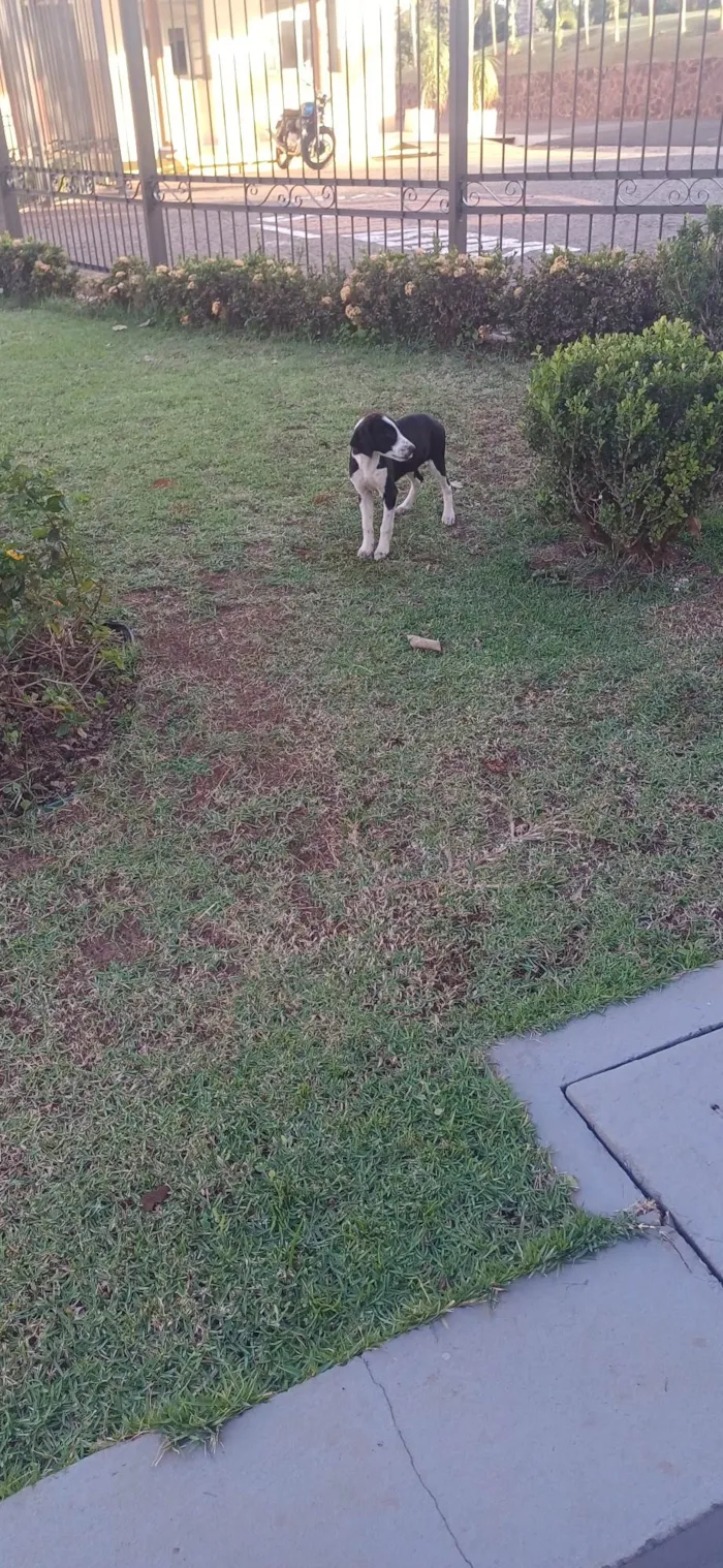 Cachorro ra a SRD-ViraLata idade 7 a 11 meses nome Bernadete