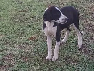 Cachorro ra a SRD-ViraLata idade 7 a 11 meses nome Bernadete