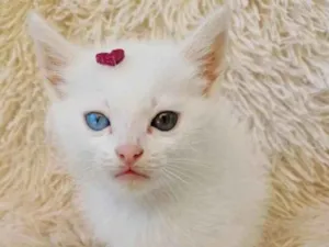 Gato raça Exótico idade Abaixo de 2 meses nome Raríssima heterocromia adocao