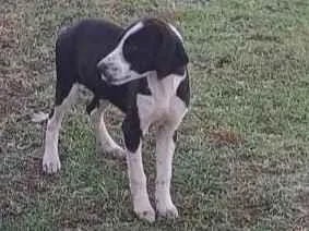 Cachorro raça SRD-ViraLata idade 7 a 11 meses nome Bernadete