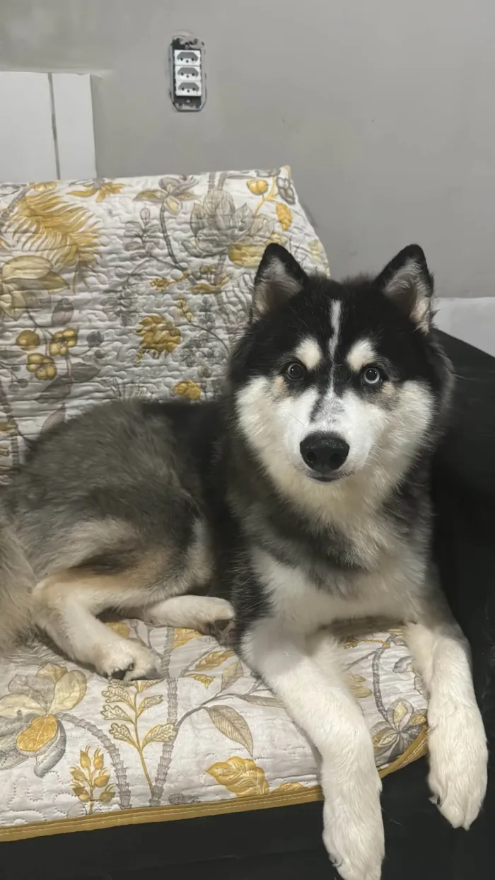 Cachorro ra a Husky Siberiano idade 1 ano nome Apolo