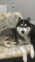 Apolo