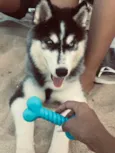Apolo