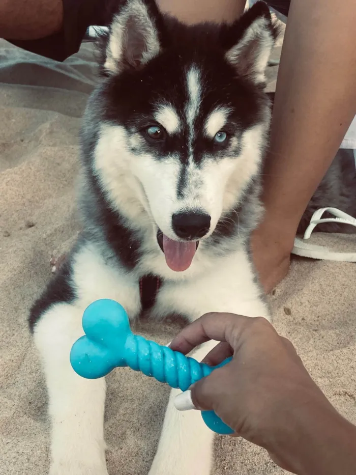 Cachorro ra a Husky Siberiano idade 1 ano nome Apolo