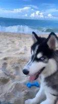 Apolo