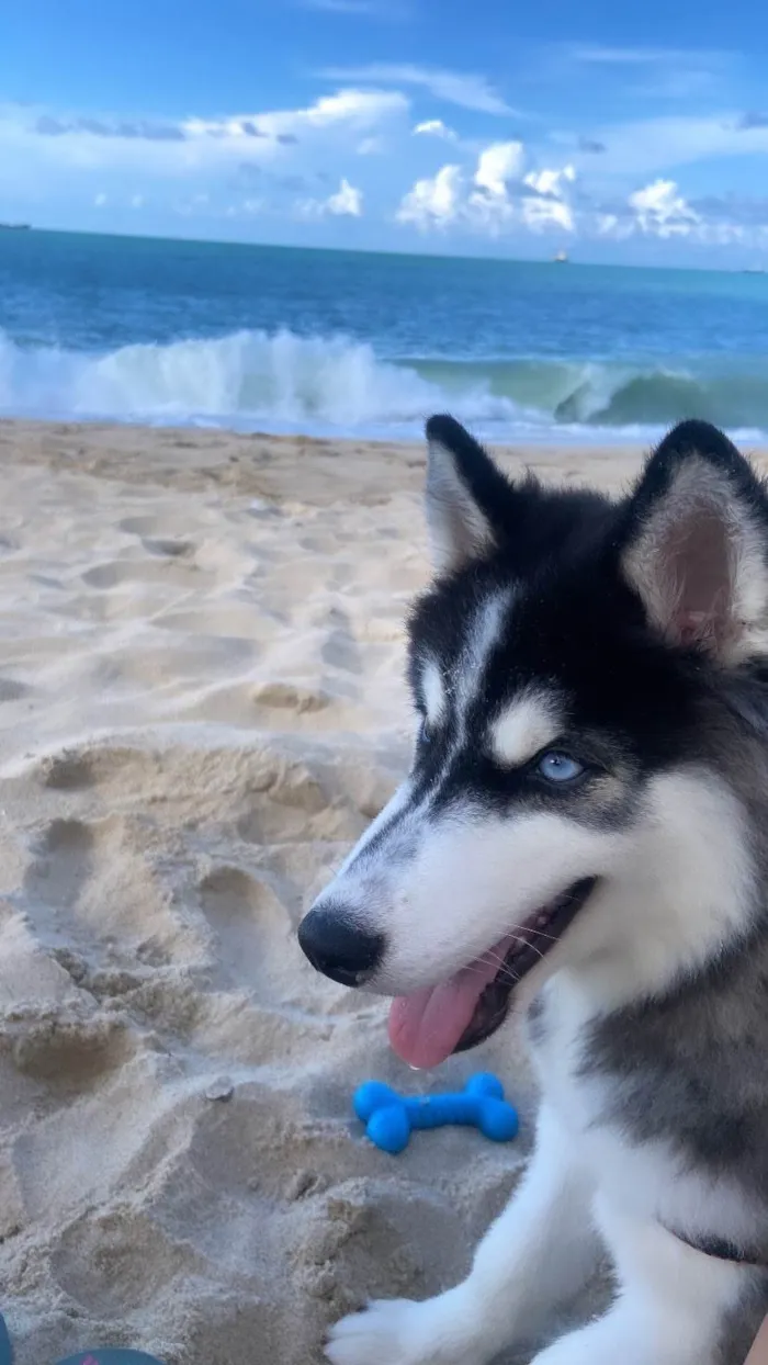 Cachorro ra a Husky Siberiano idade 1 ano nome Apolo