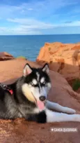 Apolo