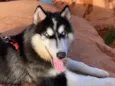 Apolo