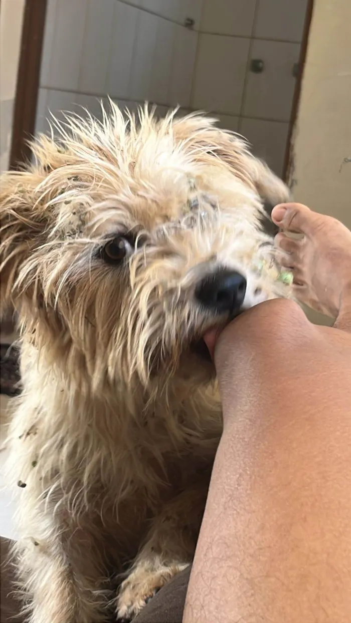 Cachorro ra a SRD-ViraLata idade 1 ano nome Zitinho