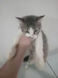 Gato Sasha com 7 meses de vida