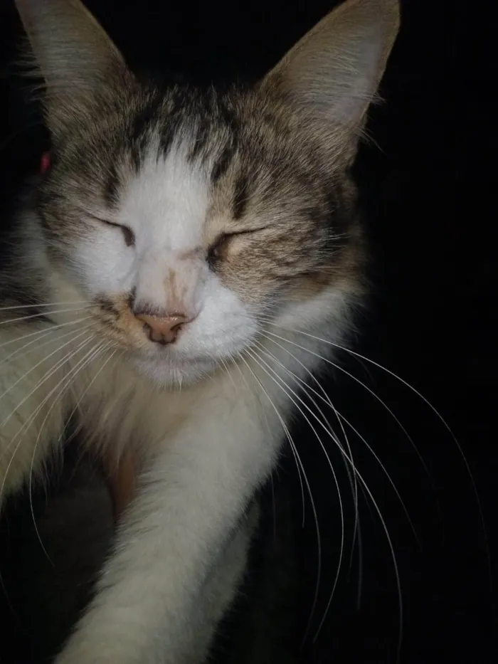 Gato ra a Maine Coon idade 7 a 11 meses nome Gato Sasha com 7 meses de vida