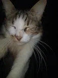 Gato Sasha com 7 meses de vida