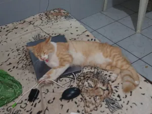 Gato raça Exótico idade 1 ano nome Sushi