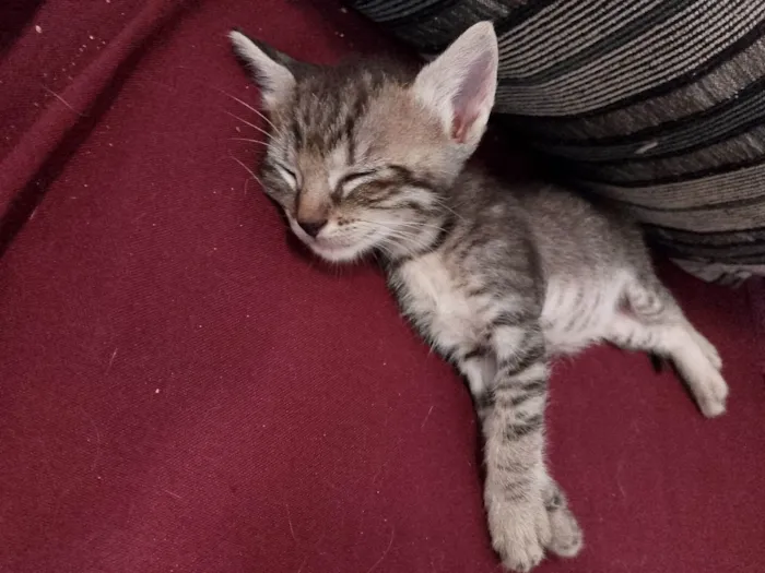 Gato ra a Exótico idade Abaixo de 2 meses nome Sem nome 