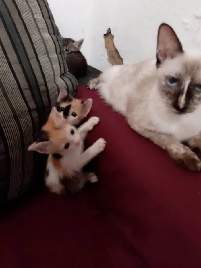 Gato ra a Exótico idade Abaixo de 2 meses nome Sem nome 