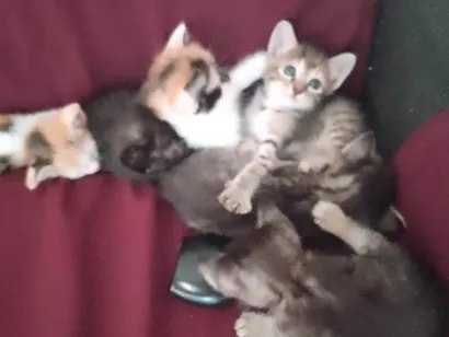 Gato raça Exótico idade Abaixo de 2 meses nome Sem nome 