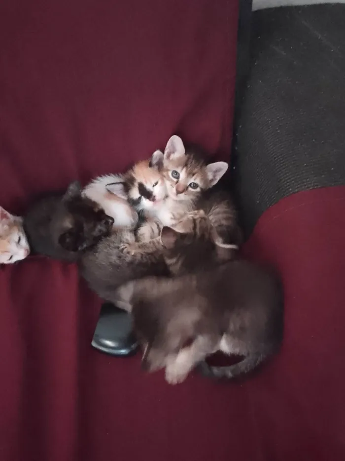 Gato ra a Exótico idade Abaixo de 2 meses nome Sem nome 