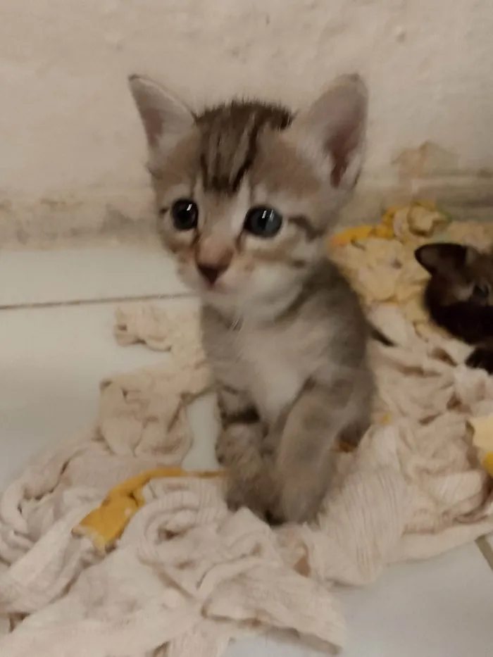 Gato ra a Exótico idade Abaixo de 2 meses nome Sem nome 