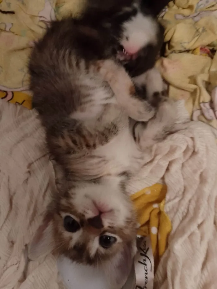 Gato ra a Exótico idade Abaixo de 2 meses nome Sem nome 
