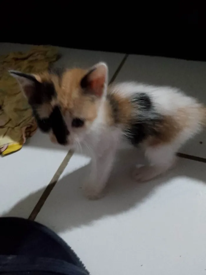 Gato ra a Exótico idade Abaixo de 2 meses nome Sem nome 