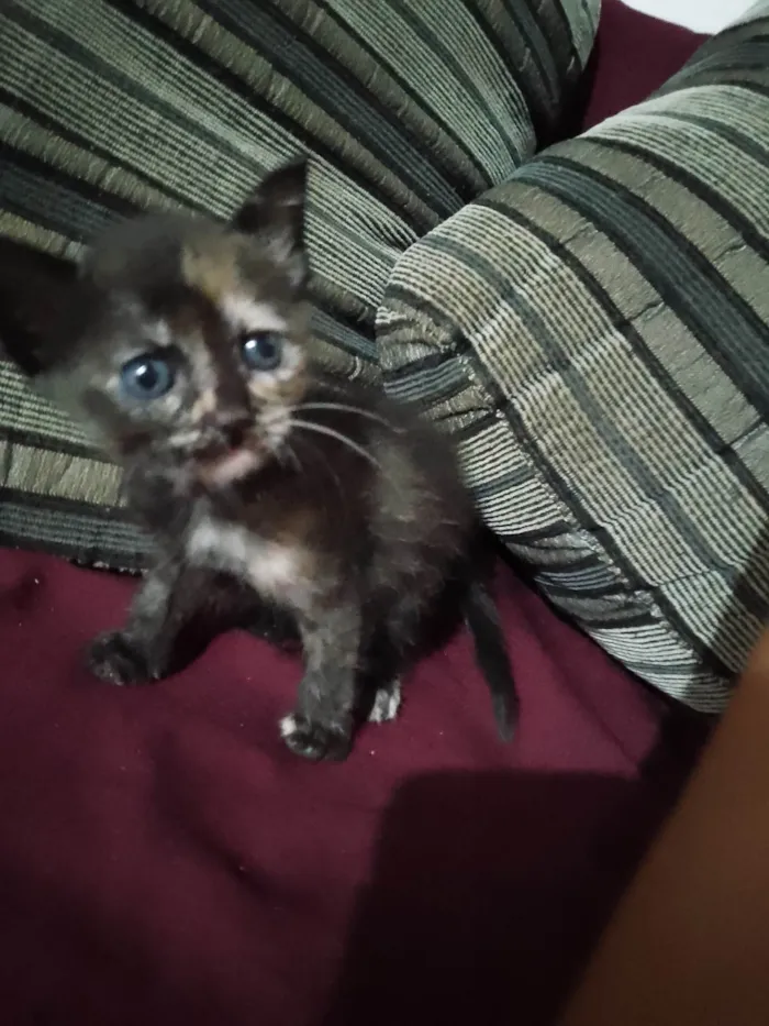 Gato ra a Exótico idade Abaixo de 2 meses nome Sem nome 