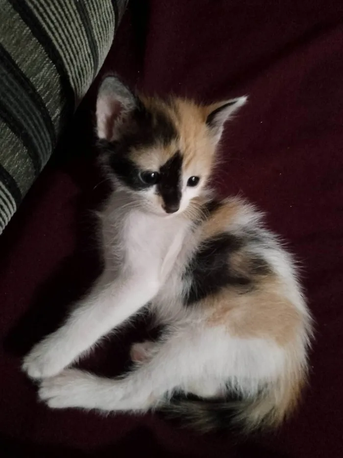 Gato ra a Exótico idade Abaixo de 2 meses nome Sem nome 