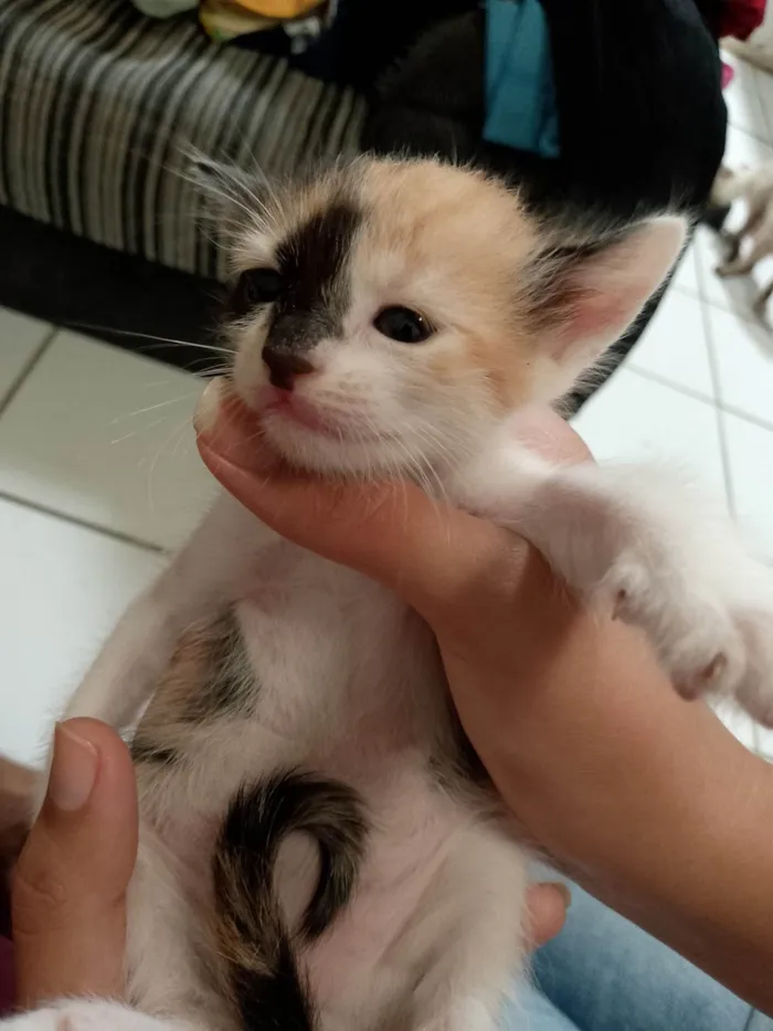 Gato ra a Exótico idade Abaixo de 2 meses nome Sem nome 