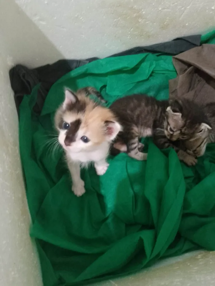 Gato ra a Exótico idade Abaixo de 2 meses nome Sem nome 