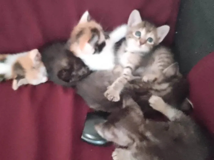 Gato ra a Exótico idade Abaixo de 2 meses nome Sem nome 