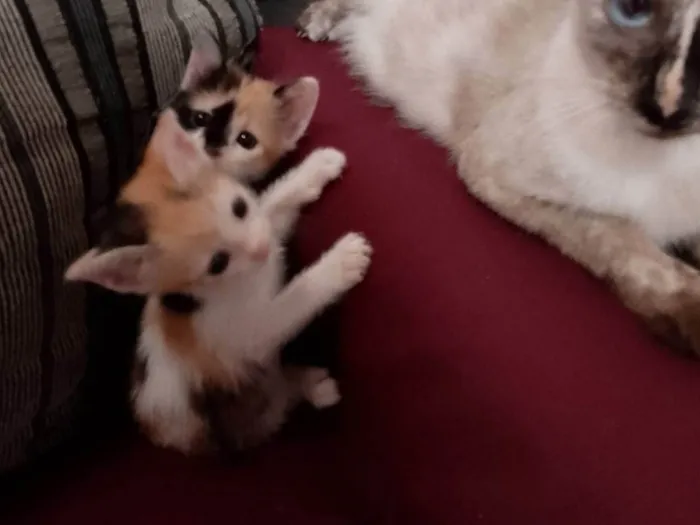 Gato ra a Exótico idade Abaixo de 2 meses nome Sem nome 