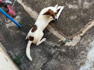 Cachorro raça SRD-ViraLata idade 1 ano nome Chorinho 