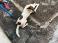 Chorinho