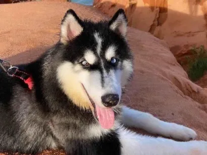 Cachorro raça Husky Siberiano idade 1 ano nome Apolo