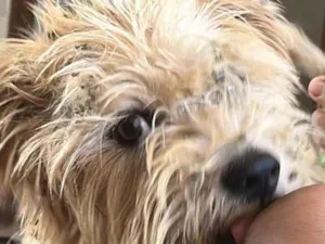 Cachorro raça SRD-ViraLata idade 1 ano nome Zitinho