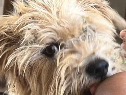 Cachorro raça SRD-ViraLata idade 1 ano nome Zitinho