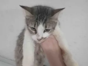 Gato raça Maine Coon idade 7 a 11 meses nome Gato Sasha com 7 meses de vida