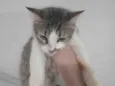 Gato Sasha com 7 meses de vida