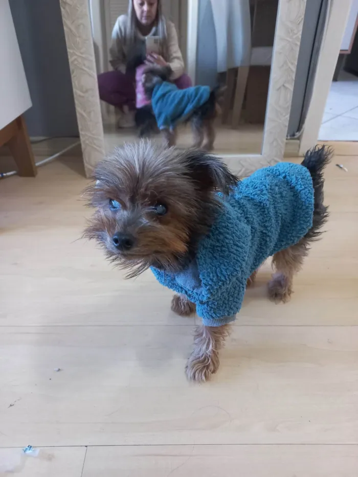 Cachorro ra a Yorkshire idade 6 ou mais anos nome Angel e Lucky 