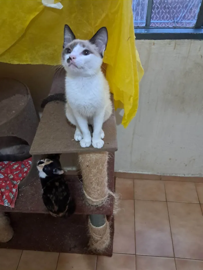 Gato ra a SRD-ViraLata idade 2 a 6 meses nome Francesco 