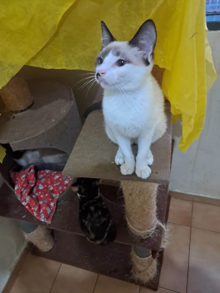 Gato ra a SRD-ViraLata idade 2 a 6 meses nome Francesco 